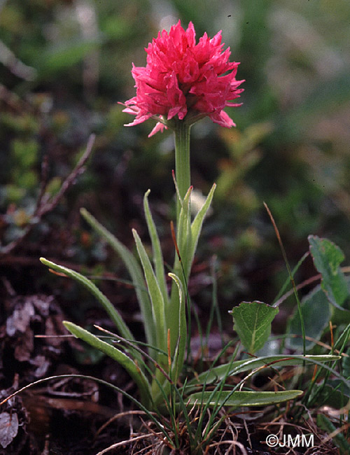Gymnadenia archiducis-joannis