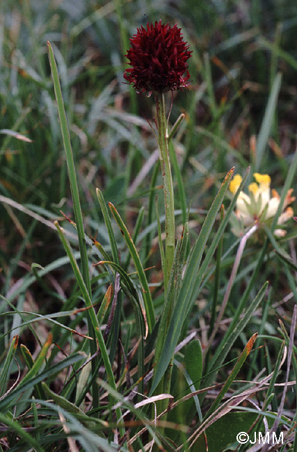 Gymnadenia austriaca var. austriaca