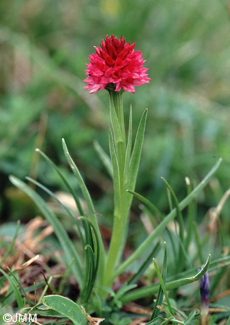 Gymnadenia buschmanniae