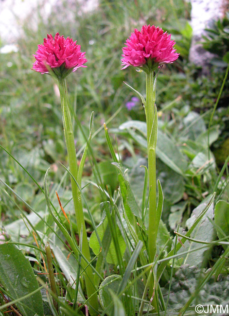 Gymnadenia buschmanniae