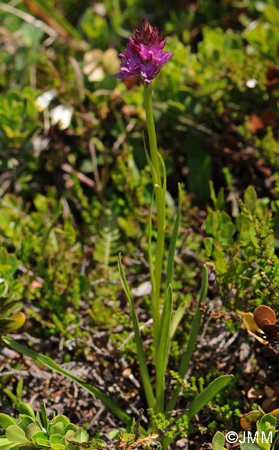 Gymnadenia conopsea x Gymnadenia rhellicani 