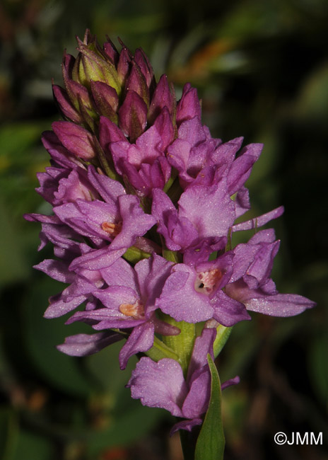 Gymnadenia conopsea x Gymnadenia rhellicani 