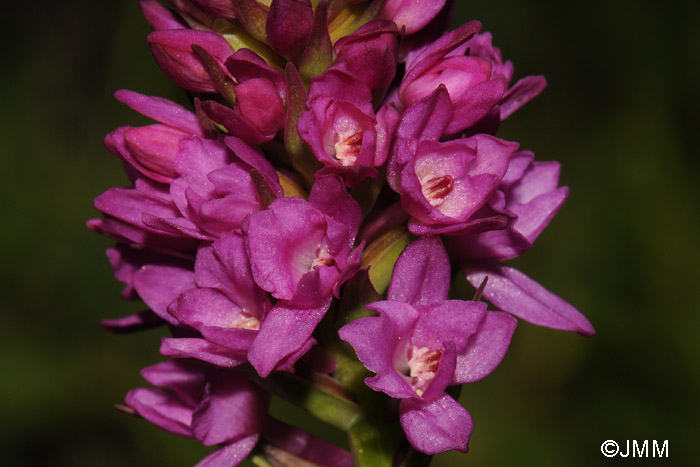 Gymnadenia conopsea x Gymnadenia rhellicani 