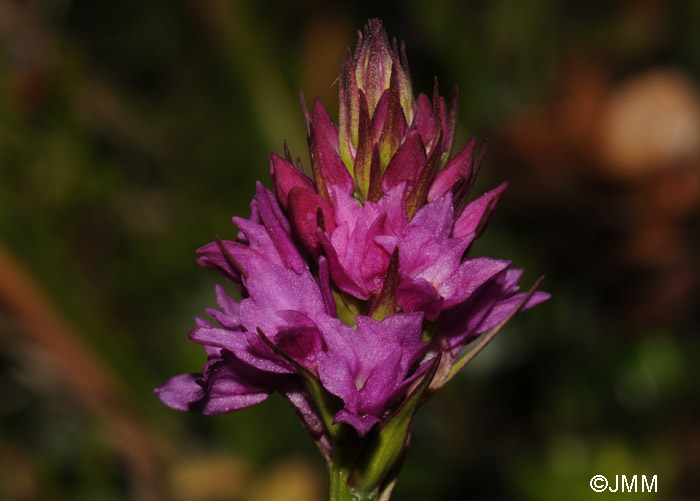 Gymnadenia conopsea x Gymnadenia rhellicani 