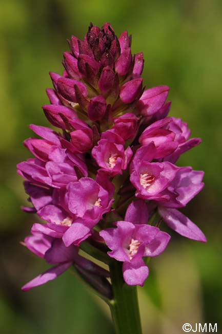 Gymnadenia conopsea x Gymnadenia rhellicani 