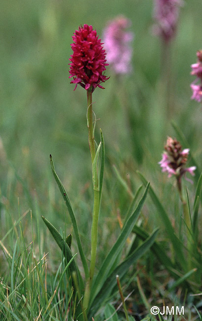 Gymnadenia conopsea x Gymnadenia rhellicani