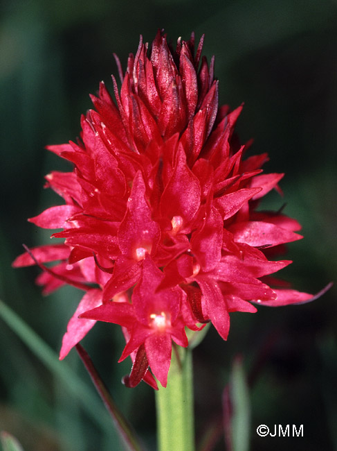 Gymnadenia dolomitensis