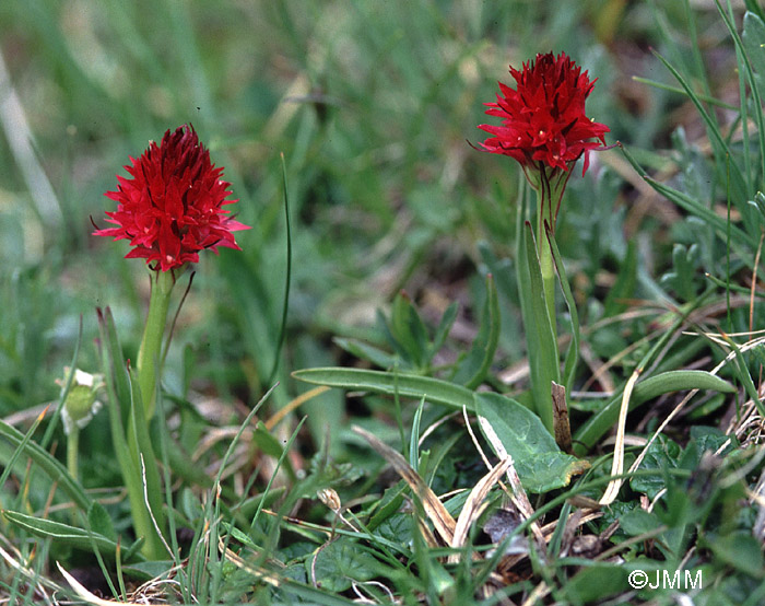 Gymnadenia dolomitensis 