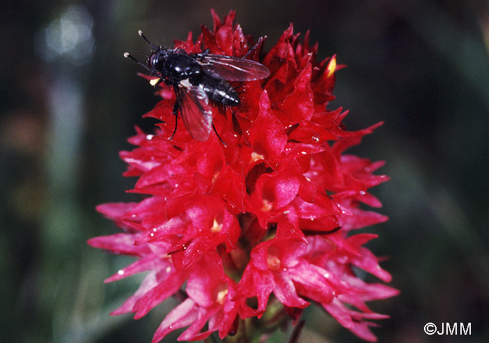 Gymnadenia dolomitensis 