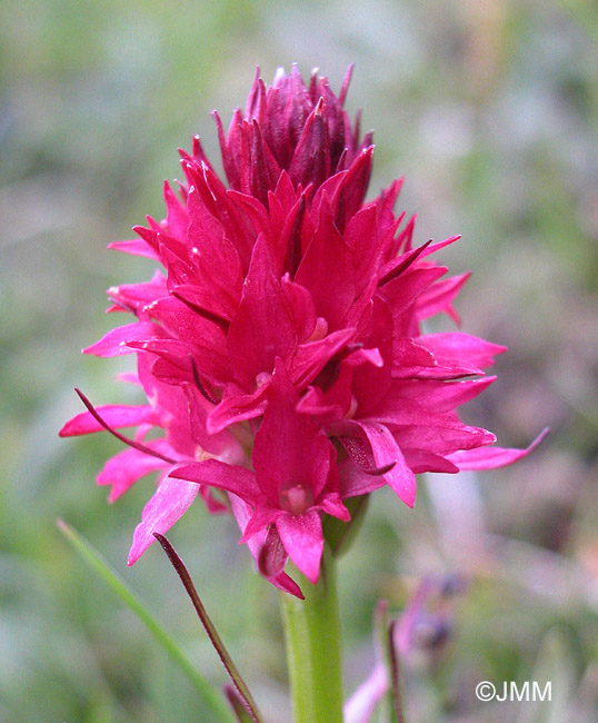 Gymnadenia dolomitensis 