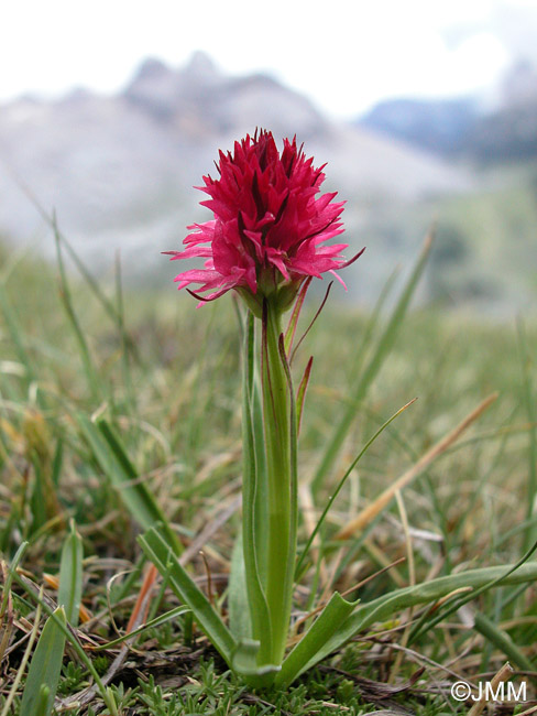 Gymnadenia dolomitensis