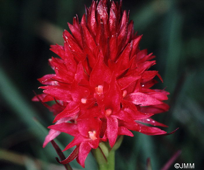 Gymnadenia dolomitensis 