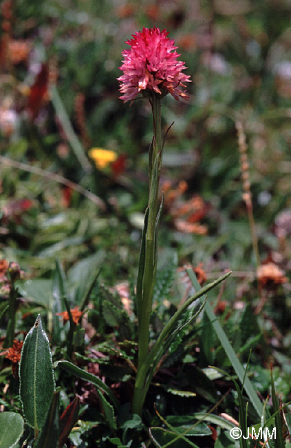 Gymnadenia karawankarum = Nigritella karawankarum