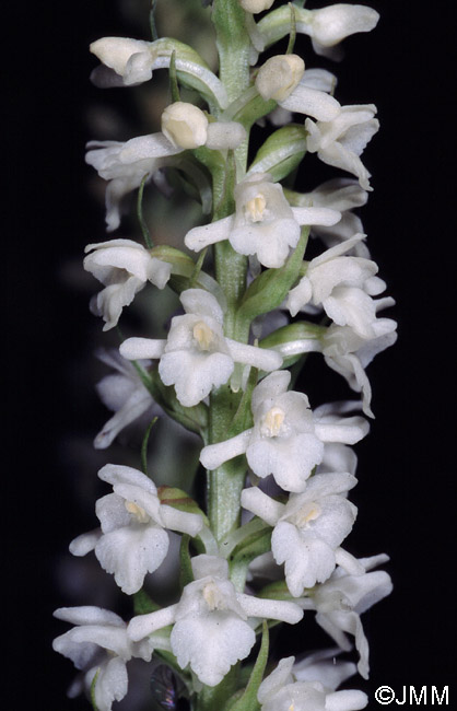 Gymnadenia odoratissima f. alba