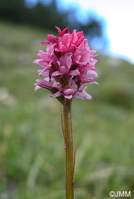 Gymnadenia odoratissima x Gymnadenia rhellicani