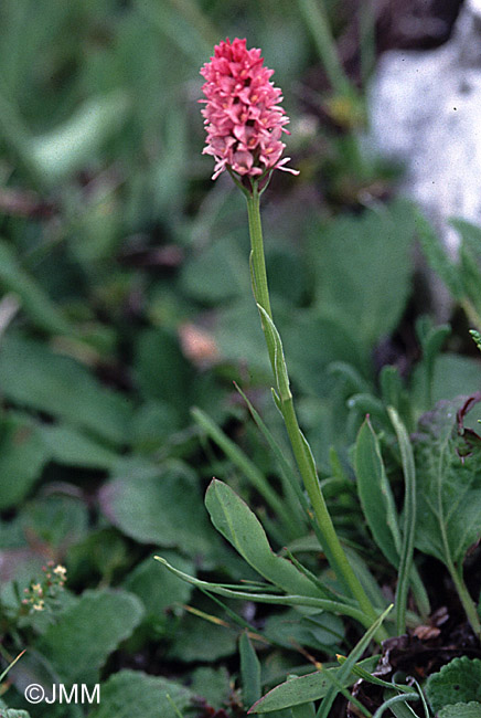 Gymnadenia odoratissima x Gymnadenia rhellicani