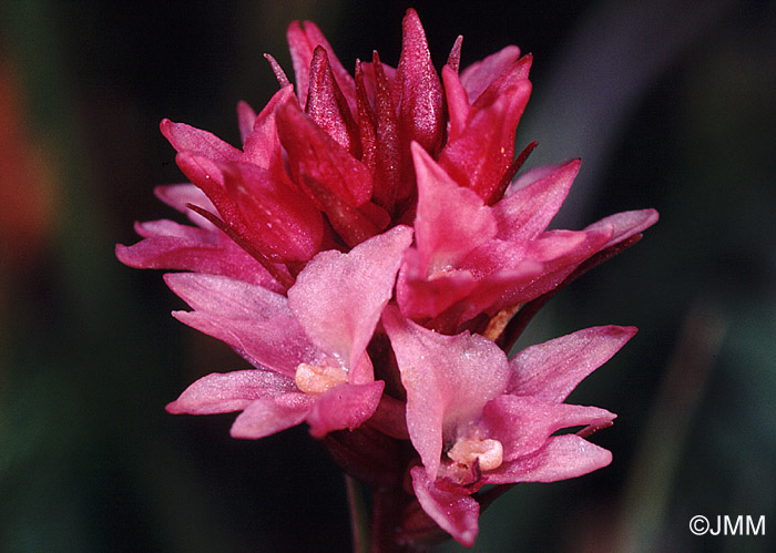 Gymnadenia odoratissima x Gymnadenia rhellicani