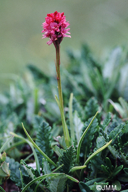 Gymnadenia odoratissima x Gymnadenia rhellicani