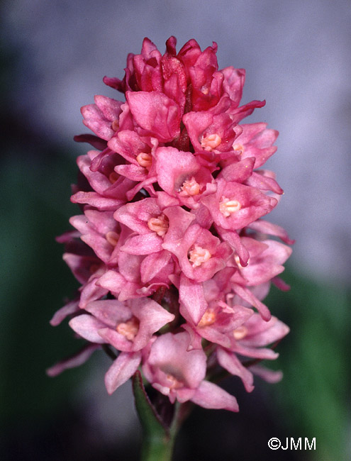 Gymnadenia odoratissima x Gymnadenia rhellicani