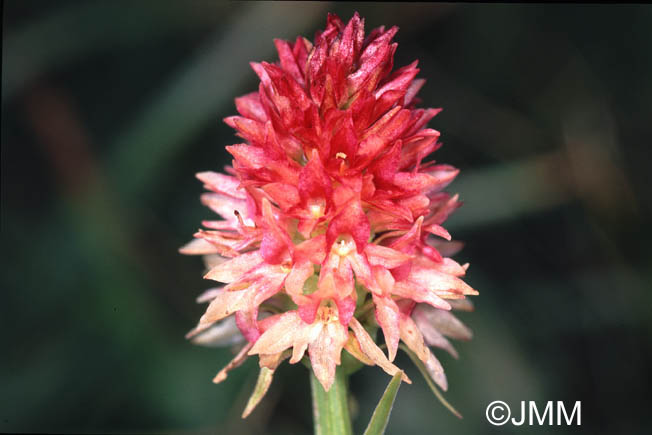 Gymnadenia rhellicani var. rosea