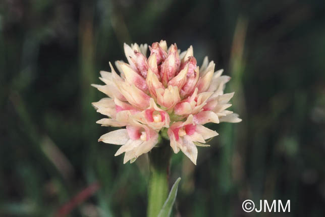 Gymnadenia rhellicani var. rosea