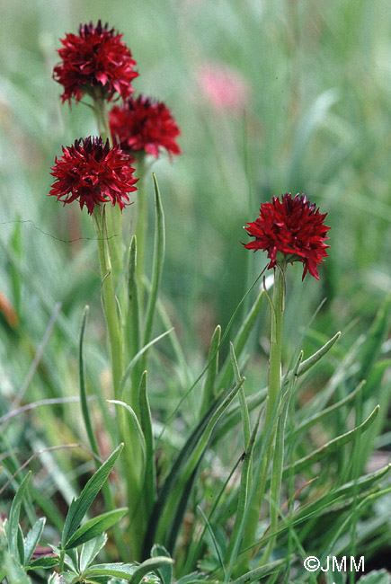 Gymnadenia rhellicani