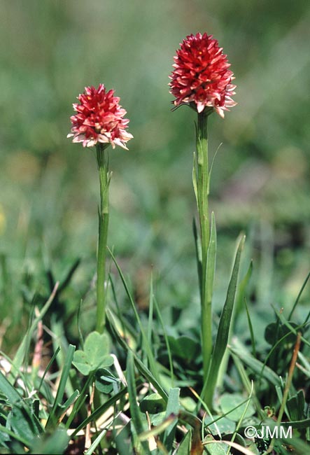 Gymnadenia rhellicani var. rosea