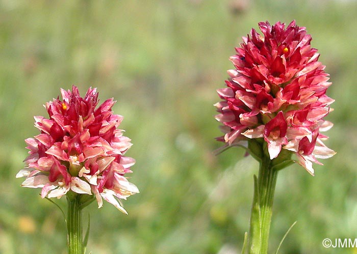 Gymnadenia rhellicani var. rosea