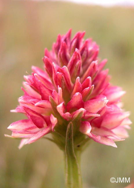 Gymnadenia rhellicani var. rosea