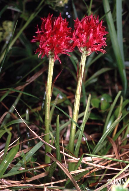 Gymnadenia rubra