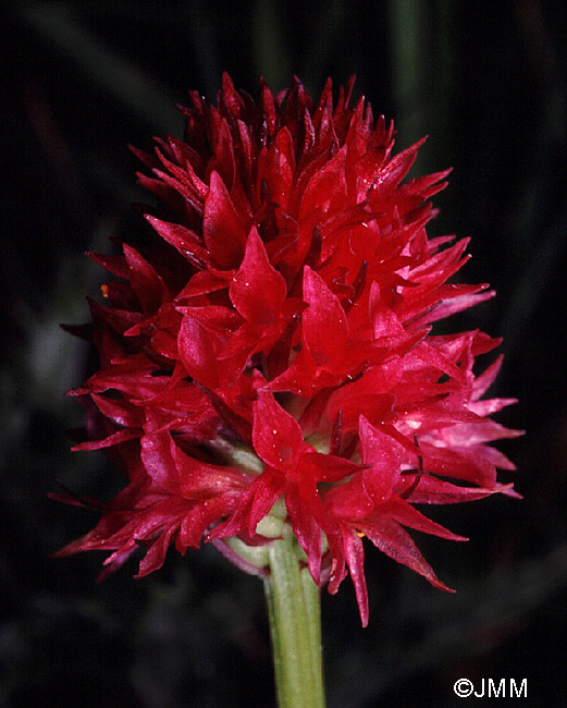 Gymnadenia rubra