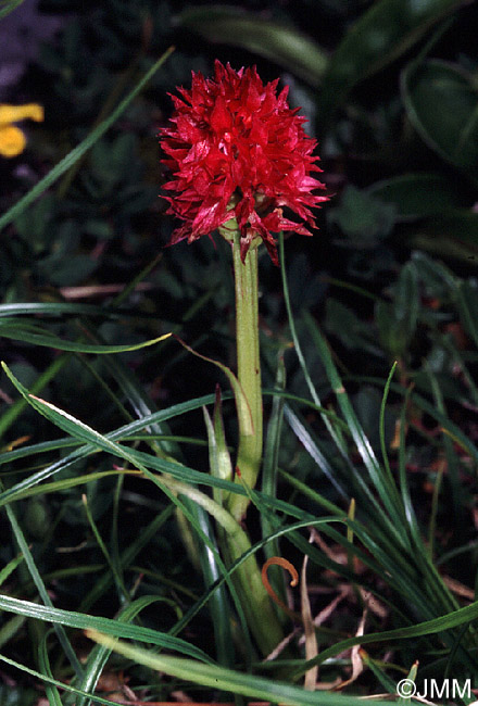 Gymnadenia rubra