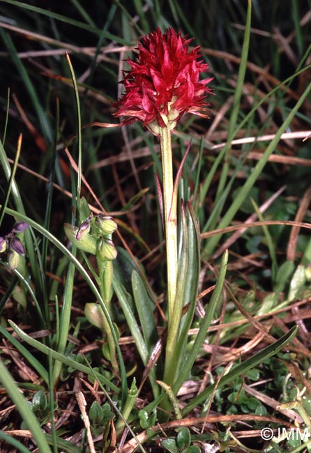 Gymnadenia rubra