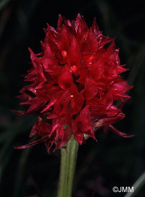 Gymnadenia rubra