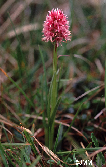 Gymnadenia stiriaca