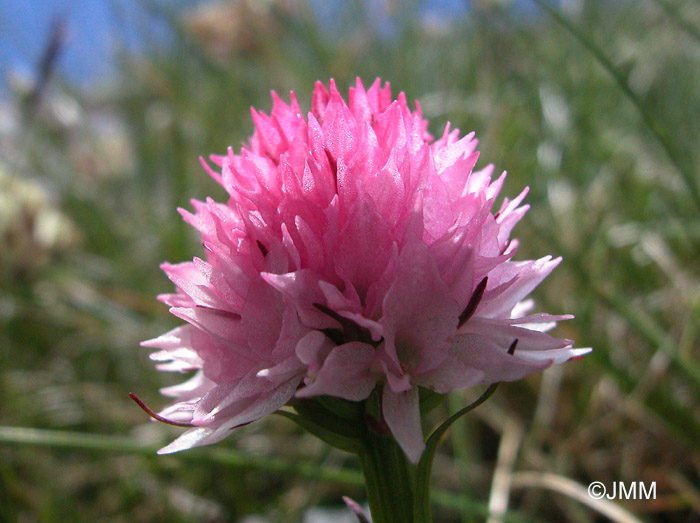 Gymnadenia widderi = Nigritella widderi