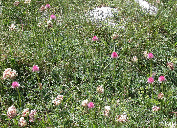 Gymnadenia widderi = Nigritella widderi