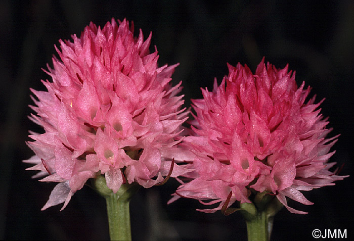 Gymnadenia widderi = Nigritella widderi