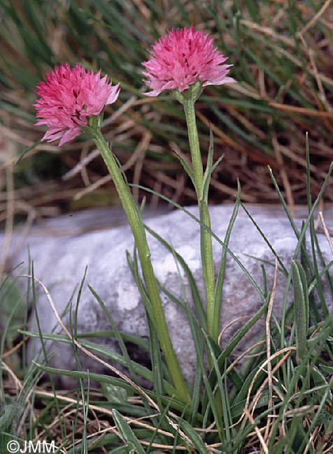 Gymnadenia widderi = Nigritella widderi