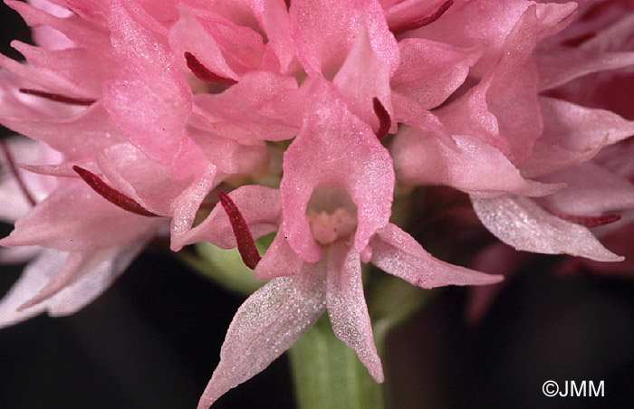 Gymnadenia widderi = Nigritella widderi