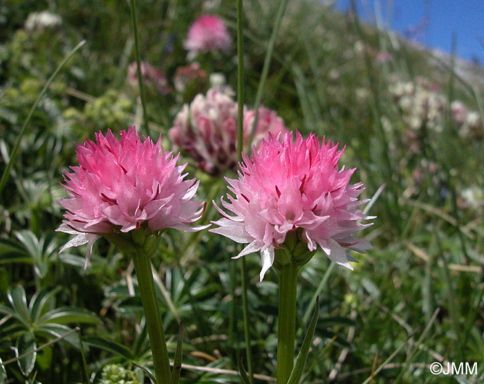 Gymnadenia widderi = Nigritella widderi