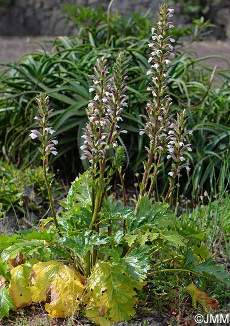 Acanthus mollis