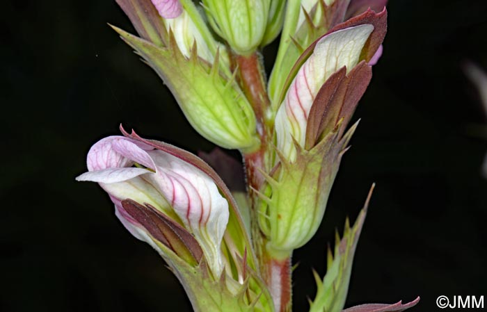 Acanthus mollis