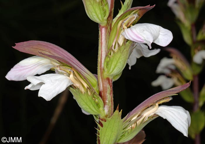 Acanthus mollis