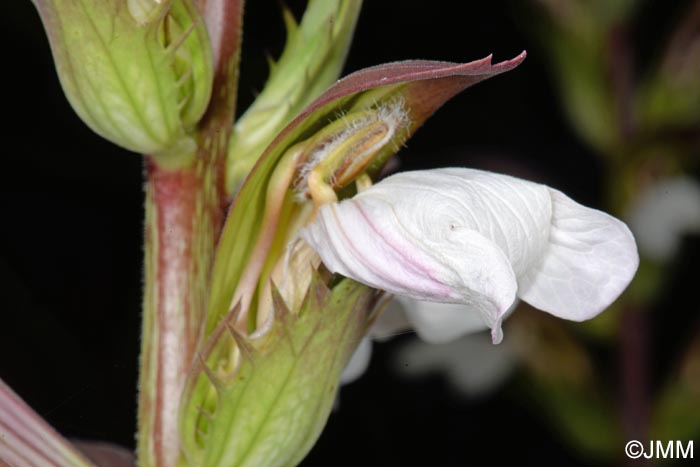 Acanthus mollis