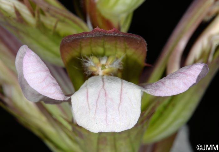 Acanthus mollis