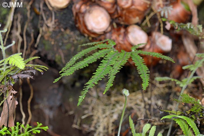 Adiantum hispidulum & Hedychium gardnerianum