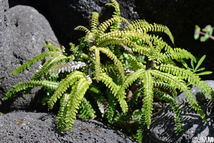 Adiantum hispidulum