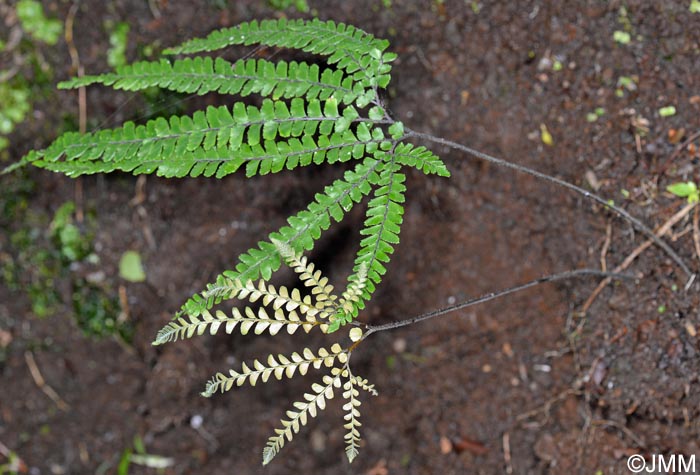 Adiantum hispidulum