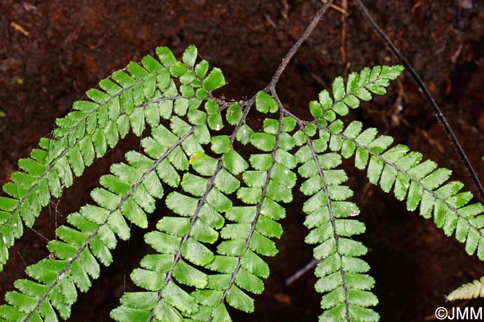 Adiantum hispidulum